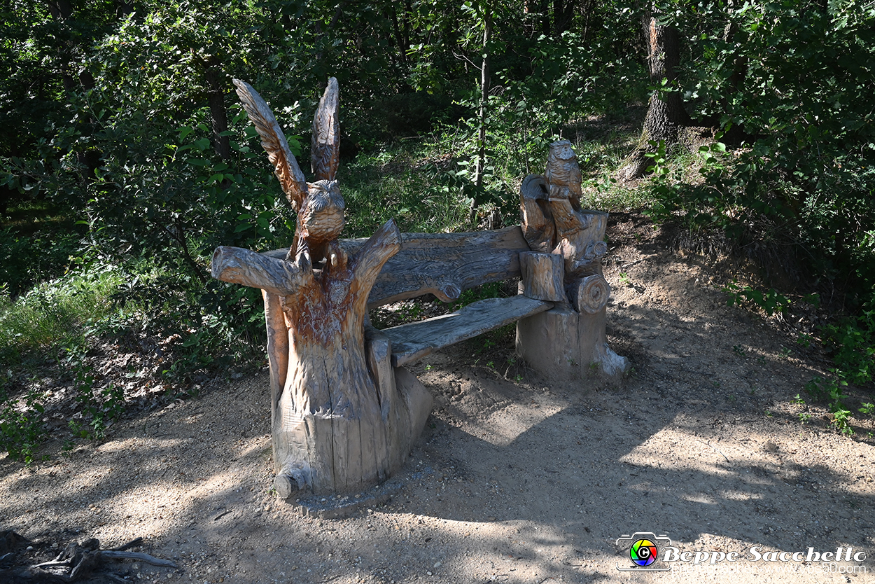 VBS_4720 - Il bosco fatato - Montaldo Roero.jpg
